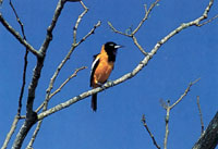 La composici�n faun�stica de Macuira no es muy variada si se compara con la de otras sierras y serran�as del sistema monta�oso perif�rico; sin embargo, dentro del contexto desertico de la pen�nsula de la Guajira es un verdadero oasis de vida.