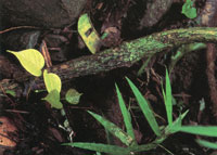 La vegetaci�n silvestre es pr�cticamente inexistente; solo se encuentra en algunas manchas relictuales donde se observan bosques de transici�n entre secos y h�medos.