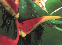 La vegetaci�n silvestre es pr�cticamente inexistente; solo se encuentra en algunas manchas relictuales donde se observan bosques de transici�n entre secos y h�medos.