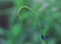 La vegetaci�n silvestre es pr�cticamente inexistente; solo se encuentra en algunas manchas relictuales donde se observan bosques de transici�n entre secos y h�medos.