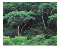 El Santuario de Fauna y Flora de Los Colorados se cre� para proteger el �nico bosque nativo que a�n subsiste en la serran�a.