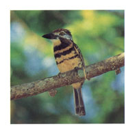 Un buco gargantirrojizo, una de las 540 especies de avifauna registradas en la serran�a.