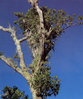 En varios sectores de la serran�a se encuentran importantes relictos de bosques h�medos y muy h�medos premontanos; en ellos sobresalen cedros, guayacanes y trompetos.