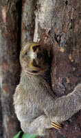 La serran�a act�a como corredor biol�gico entre Centro y Suram�rica. Gracias a esta localizaci�n su fauna es rica y de una gran variedad. Perezoso, muy com�n en la zona de bosques ribere�os y de transici�n.