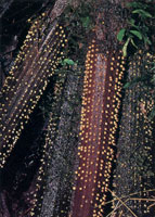 En la serran�a del Baud�-Los Saltos se han reportado m�s de 2.800 especies de plantas superiores e inferiores por lo cual se considera como la regi�n del planeta con mayor diversidad flor�stica. En estas selvas isomegat�rmicas las flores son, en su mayor�