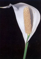 En la serran�a del Baud�-Los Saltos se han reportado m�s de 2.800 especies de plantas superiores e inferiores por lo cual se considera como la regi�n del planeta con mayor diversidad flor�stica. En estas selvas isomegat�rmicas las flores son, en su mayor�