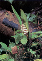 En la serran�a del Baud�-Los Saltos se han reportado m�s de 2.800 especies de plantas superiores e inferiores por lo cual se considera como la regi�n del planeta con mayor diversidad flor�stica. En estas selvas isomegat�rmicas las flores son, en su mayor�