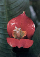 En la serran�a del Baud�-Los Saltos se han reportado m�s de 2.800 especies de plantas superiores e inferiores por lo cual se considera como la regi�n del planeta con mayor diversidad flor�stica. En estas selvas isomegat�rmicas las flores son, en su mayor�