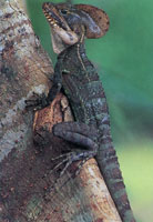 En la serran�a del Baud�-Los Saltos se han reportado m�s de 2.800 especies de plantas superiores e inferiores por lo cual se considera como la regi�n del planeta con mayor diversidad flor�stica. En estas selvas isomegat�rmicas las flores son, en su mayor�