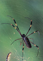 En la serran�a del Baud�-Los Saltos se han reportado m�s de 2.800 especies de plantas superiores e inferiores por lo cual se considera como la regi�n del planeta con mayor diversidad flor�stica. En estas selvas isomegat�rmicas las flores son, en su mayor�