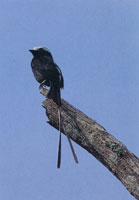 En la serran�a del Baud�-Los Saltos se han reportado m�s de 2.800 especies de plantas superiores e inferiores por lo cual se considera como la regi�n del planeta con mayor diversidad flor�stica. En estas selvas isomegat�rmicas las flores son, en su mayor�