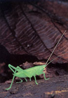 En la serran�a del Baud�-Los Saltos se han reportado m�s de 2.800 especies de plantas superiores e inferiores por lo cual se considera como la regi�n del planeta con mayor diversidad flor�stica. En estas selvas isomegat�rmicas las flores son, en su mayor�