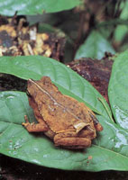 En la serran�a del Baud�-Los Saltos se han reportado m�s de 2.800 especies de plantas superiores e inferiores por lo cual se considera como la regi�n del planeta con mayor diversidad flor�stica. En estas selvas isomegat�rmicas las flores son, en su mayor�