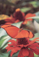 En la serran�a del Baud�-Los Saltos se han reportado m�s de 2.800 especies de plantas superiores e inferiores por lo cual se considera como la regi�n del planeta con mayor diversidad flor�stica. En estas selvas isomegat�rmicas las flores son, en su mayor�