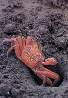 En la serran�a del Baud�-Los Saltos se han reportado m�s de 2.800 especies de plantas superiores e inferiores por lo cual se considera como la regi�n del planeta con mayor diversidad flor�stica. En estas selvas isomegat�rmicas las flores son, en su mayor�