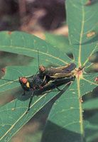 En la serran�a del Baud�-Los Saltos se han reportado m�s de 2.800 especies de plantas superiores e inferiores por lo cual se considera como la regi�n del planeta con mayor diversidad flor�stica. En estas selvas isomegat�rmicas las flores son, en su mayor�