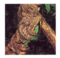 La serran�a del Dari�n es una estructura monta�osa que Colombia comparte con Panam�. Debido a lo intrincado de sus selvas ha logrado mantener su riqueza biol�gica.