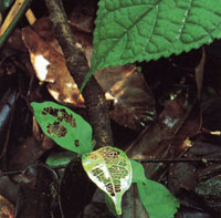 El piso de la selva est� cubierto por abundante hojarasca y peque�os helechos, pl�ntulas y arbustos; El estrato arbustivo es relativamente denso y las flores presentan vivos colores.