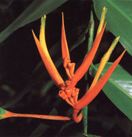 El piso de la selva est� cubierto por abundante hojarasca y peque�os helechos, pl�ntulas y arbustos; El estrato arbustivo es relativamente denso y las flores presentan vivos colores.