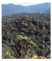 La vegetaci�n, especializada en el aprovechamiento de la humedad ambiental, se adapta a la variedad de formaciones fisiogr�ficas que van desde suaves colinas hasta angostos y profundos ca�ones.