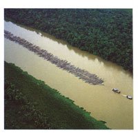 El aprovechamiento prolongado de las valiosas maderas del Dari�n ha ocasionado impresionantes da�os a este ambiente natural, considerado uno de los m�s ricos del planeta.