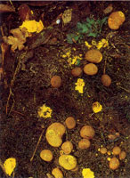 Los diferentes hongos que se encuentran en la serran�a se encargan de extraer los nutrientes de otros organismos en proceso de descomposici�n para obtener su alimento; a su vez liberan nutrientes que utilizan de inmediato otros organismos para continuar u