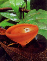 Los diferentes hongos que se encuentran en la serran�a se encargan de extraer los nutrientes de otros organismos en proceso de descomposici�n para obtener su alimento; a su vez liberan nutrientes que utilizan de inmediato otros organismos para continuar u