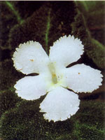 Los diferentes hongos que se encuentran en la serran�a se encargan de extraer los nutrientes de otros organismos en proceso de descomposici�n para obtener su alimento; a su vez liberan nutrientes que utilizan de inmediato otros organismos para continuar u