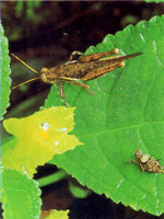 Los diferentes hongos que se encuentran en la serran�a se encargan de extraer los nutrientes de otros organismos en proceso de descomposici�n para obtener su alimento; a su vez liberan nutrientes que utilizan de inmediato otros organismos para continuar u