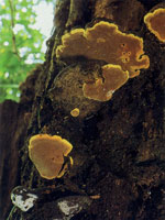 Los diferentes hongos que se encuentran en la serran�a se encargan de extraer los nutrientes de otros organismos en proceso de descomposici�n para obtener su alimento; a su vez liberan nutrientes que utilizan de inmediato otros organismos para continuar u