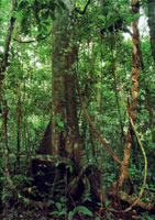 Los diferentes hongos que se encuentran en la serran�a se encargan de extraer los nutrientes de otros organismos en proceso de descomposici�n para obtener su alimento; a su vez liberan nutrientes que utilizan de inmediato otros organismos para continuar u