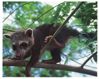 El coat� tiene h�bitos tanto diurnos como nocturnos, lo cual le permite una f�cil adaptaci�n al medio.