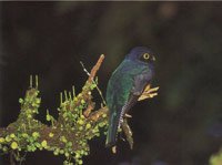 Por su posici�n privilegiada, San lucas alberga multitud de especies de avifauna que incluyen tanto aves migratorias como end�micas. Azulejo monta�ero.