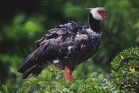 Por su posici�n privilegiada, San lucas alberga multitud de especies de avifauna que incluyen tanto aves migratorias como end�micas. Gallineta de monte.