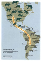 Profundos cambios en su composici�n biol�gica y gen�tica sufrieron las especies en Suram�rica, cuando �sta qued� unida a Norteam�rica, hace tan solo 5.2 millones de a�os