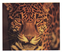 El Jaguar es una de las p�cas esp�cies del Neotr�pico que ha podido dominar la c�spide de la cadena tr�fica y ser objeto de una especial veneraci�n por parte de las culturas amerindias a lo largo del tiempo.