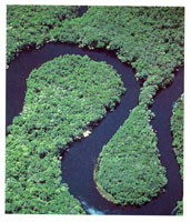 Las sabanas que circundan Chiribiquete, est�n cubiertas por densas selvas surcadas por r�os de aguas negras.