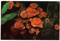 La extrema humedad de algunos sectores, bajo el dosel arb�reo, estimula la aparici�n de hongos cuya funci�n primordial consiste en la descomposici�n de la materia vegetal que enriquece los suelos.