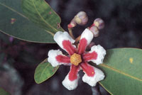 En las vegas bajas de la serran�a, se encuentra un tipo de vegetaci�n adaptada a las continuas inundaciones y especializada en colonizar los espacios abiertos. Muchas de ellas presentan colores muy vivos en su floraci�n.