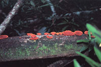 En las vegas bajas de la serran�a, se encuentra un tipo de vegetaci�n adaptada a las continuas inundaciones y especializada en colonizar los espacios abiertos. Muchas de ellas presentan colores muy vivos en su floraci�n.