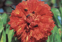 En las vegas bajas de la serran�a, se encuentra un tipo de vegetaci�n adaptada a las continuas inundaciones y especializada en colonizar los espacios abiertos. Muchas de ellas presentan colores muy vivos en su floraci�n.