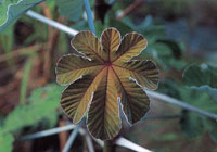 En las vegas bajas de la serran�a, se encuentra un tipo de vegetaci�n adaptada a las continuas inundaciones y especializada en colonizar los espacios abiertos. Muchas de ellas presentan colores muy vivos en su floraci�n.