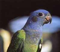 La vifauna est� compuesta por m�s de 550 especies; el origen de muchas de ellas es amaz�nico y el de otras andino.