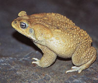 Los reptiles y los anfibios, cuya representaci�n es muy numerosa, tienen h�bitos acu�ticos, terrestres y arbor�colas.