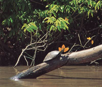 Muchas especies como la tortuga tapaculo y una gran variedad de mariposas, se acercan a las orillas de las quebradas, los r�os y los pantanos, para aprovechar el calor del sol.
