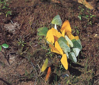 Muchas especies como la tortuga tapaculo y una gran variedad de mariposas, se acercan a las orillas de las quebradas, los r�os y los pantanos, para aprovechar el calor del sol.