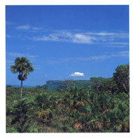 La Macarena se halla incluida dentro de la Provincia Biogeogr�fica de la Guyana.