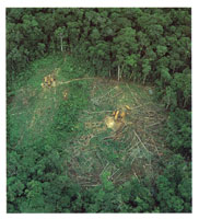 La selva amaz�nica, cercana a la serran�a, est� seriamente amenazada por el proceso intensivo de deforestaci�n.
