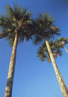 Varios aspectos que muestran la transici�n de la vegetaci�n de los Andes a la Amazon�a.