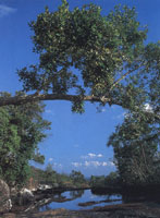 Varios aspectos que muestran la transici�n de la vegetaci�n de los Andes a la Amazon�a.